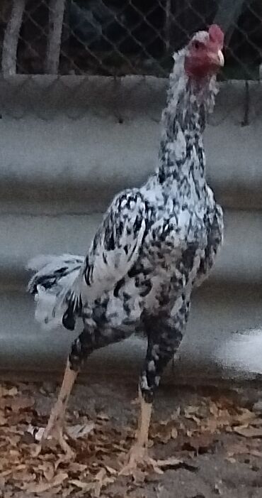 Xoruzlar: Xoruz, il: <1, Ünvandan götürmə — 3