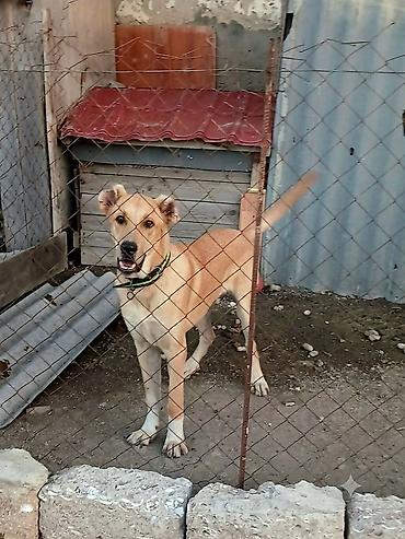 kankal itleri: Qafqaz çoban iti, 7 ay, Erkək — 2