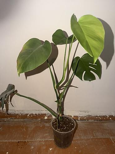 əkil: Monstera istiyən 0705793033 vatsap nömrəsinə yaza bilər. Monstera — 1