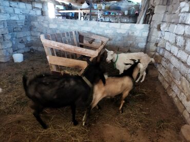 keçi satışı tap az: Ünvandan götürmə