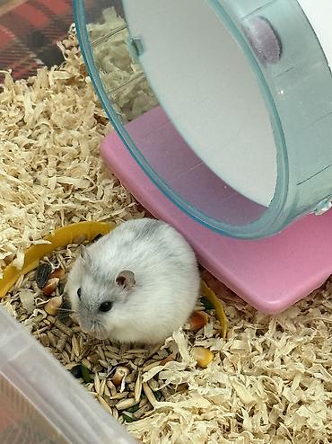 hamster al: Uşaqlara oyuncaq kimi verilməyəcək. Yalnız məsuliyyətli və heyvanlara — 1