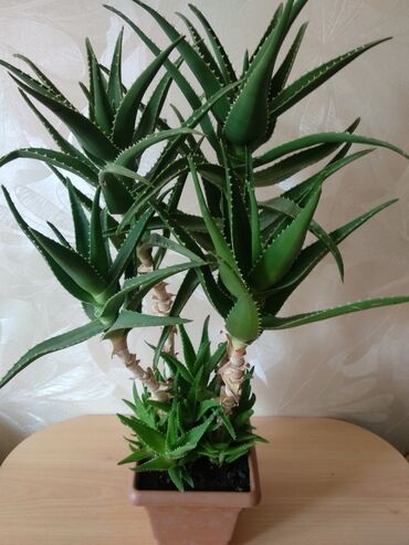 beqoniya bitkisi haqqinda: Aloe