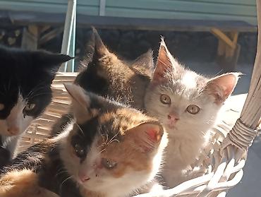 Животные: Продажа кошек — 2