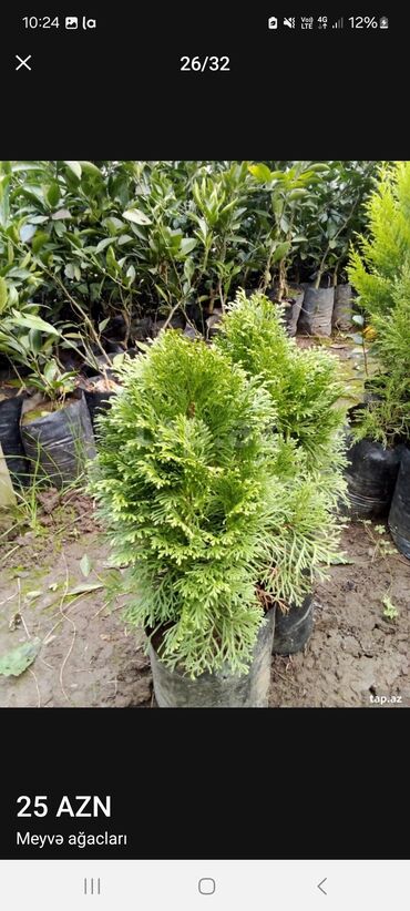 Tinglər: Müxtəlif dekorativ və meyvə ağaclarının tingləri. • Xurma-narıngi — 24