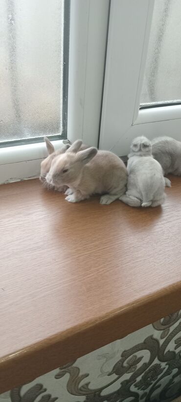 Dovşanlar: Akor balası 8 manat - Cins: akor (ev dovşanı) - - Rənglər: krem — 1