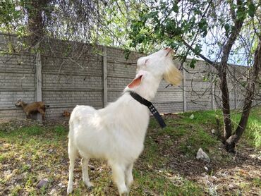 Козы, козлы: Продаю | Коза (самка) | Зааненская, Битал — 24