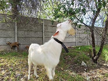 Козы, козлы: Продаю | Козёл (самец) | Зааненская | Для разведения | Племенные, Осеменитель — 2