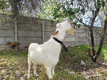 Козы, козлы: Продаю | Коза (самка), Козёл (самец), Козлёнок | Зааненская, Битал | Для разведения, Для молока | Племенные, Котные, Осеменитель — 21