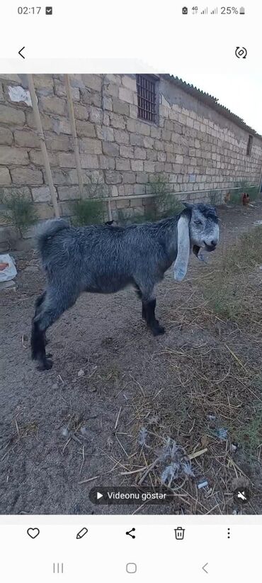 приют для животных в баку адрес: Təmiz hələb cinsi erkək.3 aylıq