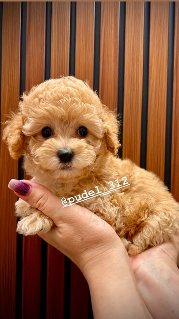 самоедская собака цена: Продаются щенки той пудели . С родословной! Идеальная порода которая