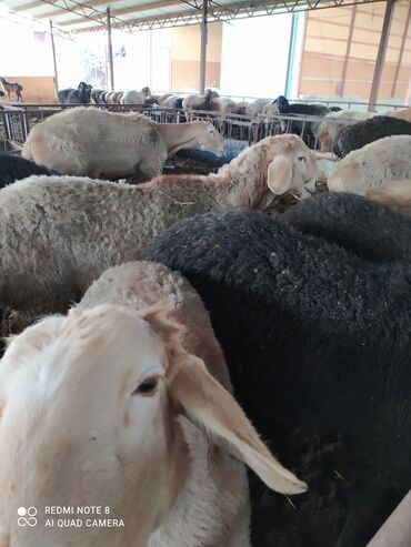 Бараны, овцы: Продаю кочкоров арашан от года и выше 14 голов есть в наличии стоят на