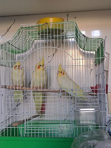 erkək inək: Təmiz qan qırmızıgöz (Lutino) Korella balası satılır. 3 aylıq erkək — 2