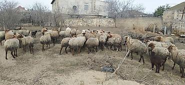 gence heyvanlar: Ana bala və tək qoyunlar.ünvan Kürdəxanı — 5