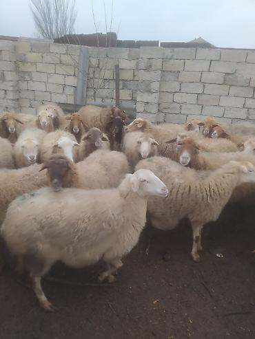 Qoyunlar, qoçlar: Qoyunlar, qoçlar — 5