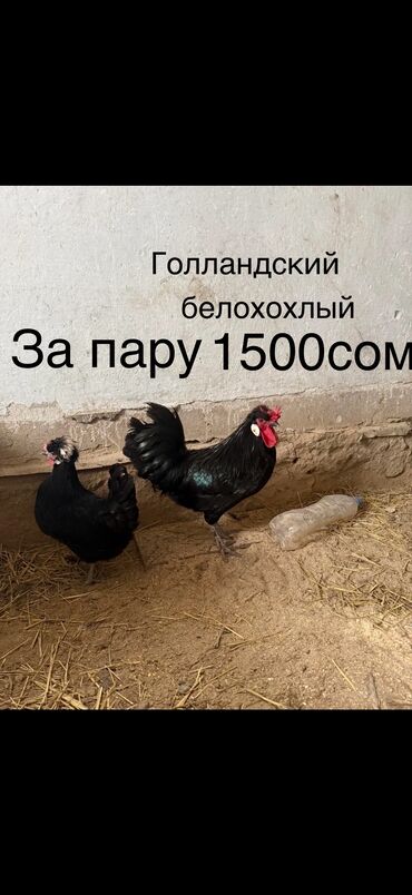 продажа щенков немецкой овчарки в бишкеке с документами: За пару 1500сом!!! Порода: Голландский белохохлый. Описание: -