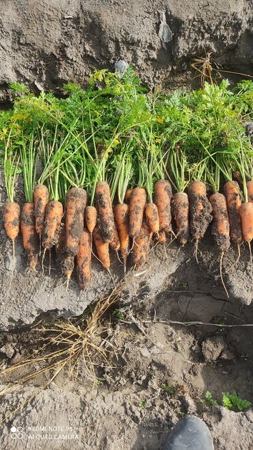 Овощи: Саженцы овощей: Морковь — 2