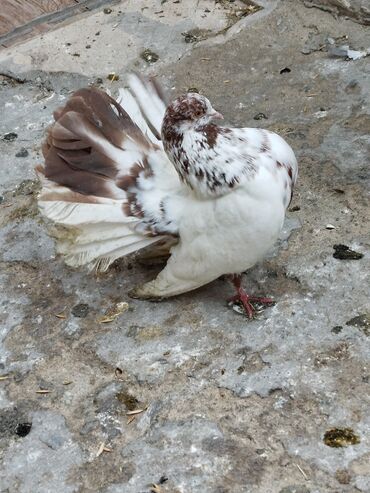 Göyərçinlər: Salam aleykum.Pavlin göyərçinləri satılır.Pavlinlərin sağlamlığına — 16