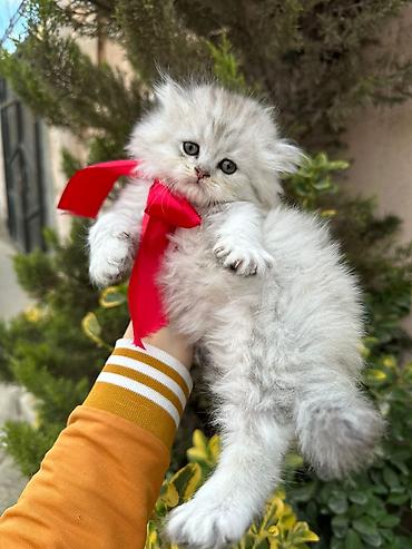 Pişiklər: Şotland yastı qulaq, Dişi — 2