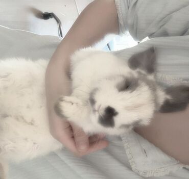 Декоративные кролики: Полный набор для содержания декоративного кролика. В комплекте: - — 12