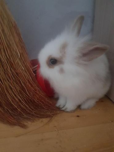 Декоративные кролики: Пуховый декоративный кролик (карликовый тип) пол-обе самцы им по 5 — 4