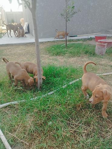 İtlər: Pitbul, 2 ay, Erkek -da lalafo.az — 1 İtlər: Pitbul, 2 ay, Erkek — 1