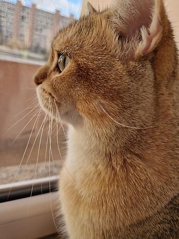 Кошки: Золотая шиншилла, Самец, Для вязки — 2