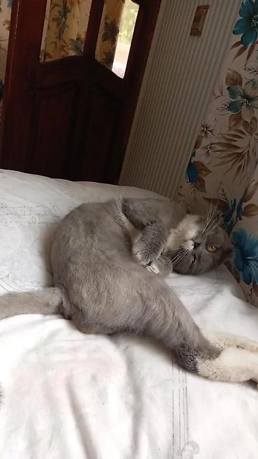 Pişiklər: Şotland yastı qulaq — 7