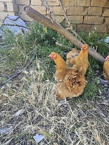essək sudu satisi: Toyuq, Orpington, Yumurtalıq, Ödənişli çatdırılma — 2
