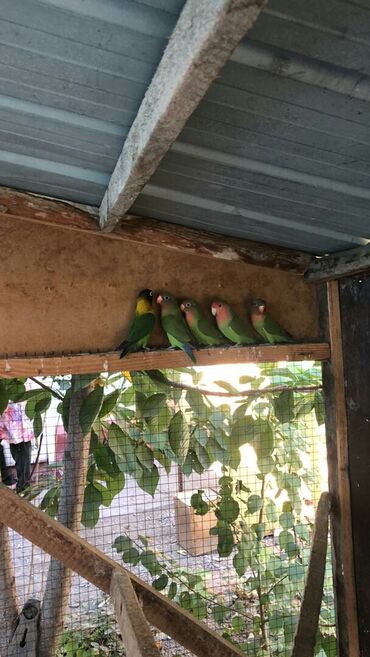 Птицы: Попугаи волнистые at lalafo.kg — 7 Птицы: Попугаи волнистые — 7