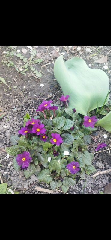 Садовые цветы и кустарники: Саженцы цветка — 7