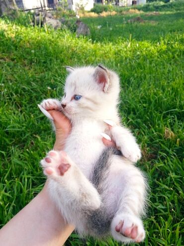 сиамская длинношерстная кошка: Отдам в добрые руки 🥺 1,5 месяца кушает сама(молоко) смешанная