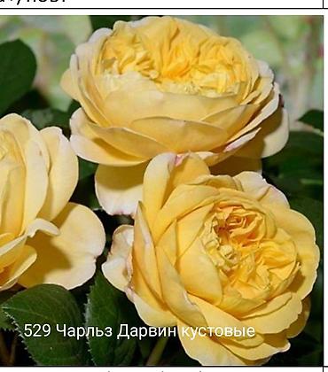 Rose saplings: Кустовые розы — сорта: - Э Шропшир Эд (№534): густомахровые — 2