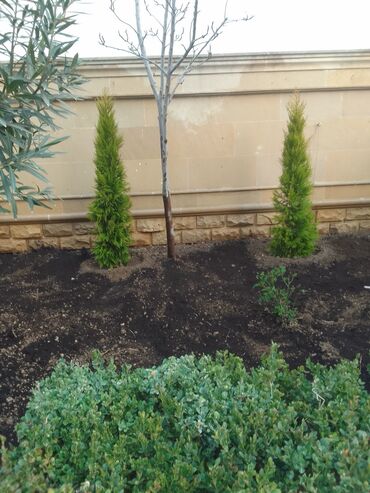 Bağbanlar: Salam bağ evlərində, Abyektlərdə parklarda bağban xidməti görülür — 7