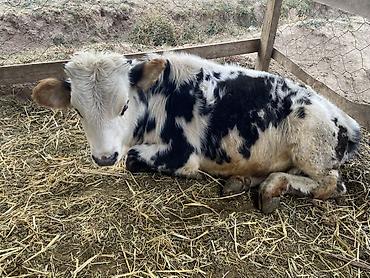 Коровы, быки: Продаю | Бык (самец) | На откорм — 12