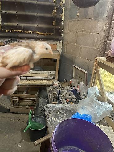 Другие с/х животные: Китайские расписные перепелки - Породы/окрасы: смешанные – тёмные — 34