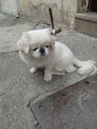 boyumeyen itlerin qiymeti: Pekines, 8 ay, Dişi