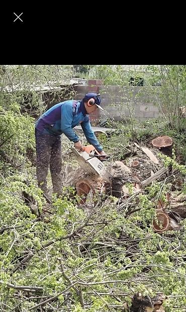 Спил деревьев, заготовка дров: Спил деревьев любой сложности. Промышленный альпинизм и верхолазные at lalafo.kg — 4 Спил деревьев, заготовка дров: Спил деревьев любой сложности. Промышленный альпинизм и верхолазные — 4
