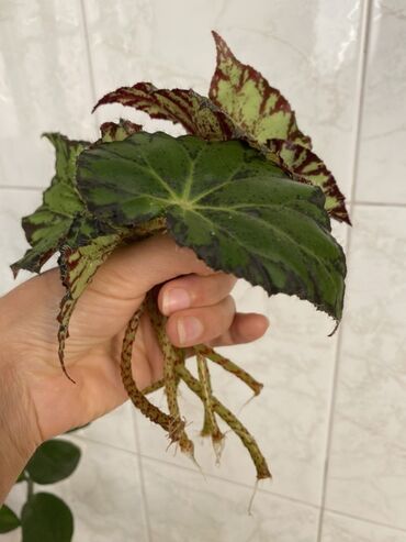 Otaq bitkiləri: Bu begoniya bitkisi yaşıl və tünd yaşıl ləkələrlə bəzədilmiş geniş — 8