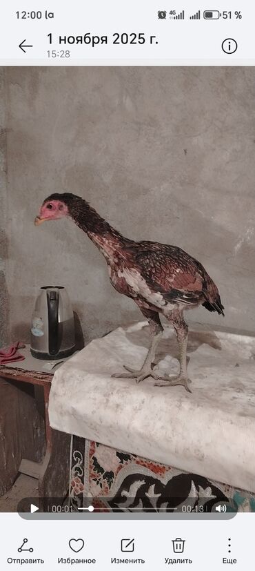 купить домашних курей: Дакан жожо мекиштер сатылат 4 ай