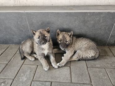 еда для собак: Продаются щенки Западно Сибирской лайки. Рождённые 28 апреля