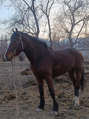 Лошади, кони: Продаю | Жеребец | Рабочий — 7