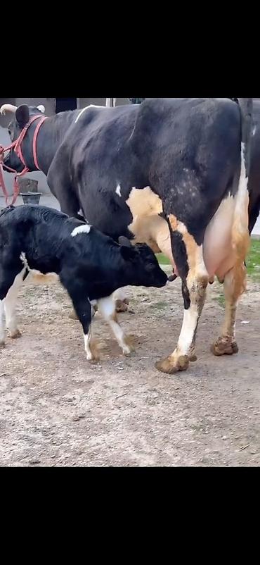 Inəklər, öküzlər: Südlük inək və balası - Cins: qara‑ağ (Holştin tipli) süd istiqamətli — 13