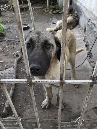 собака тайган: Срочно продам цену договорная чистый кангал