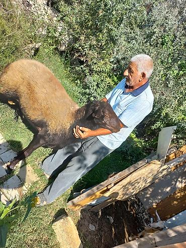 Qoyunlar, qoçlar: Qoyun – qala cinsi - Cins: Qoç - Boy-buxun: Uzunbədənli, möhkəmli - — 2