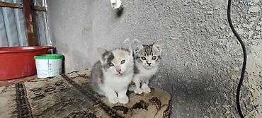 белая вислоухая кошка: Кошка даром: Беспородная, 2 месяца, Мальчик — 1