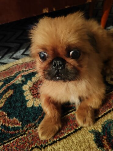 İtlər: Pekines, 4 il, Erkek, Cütləşmə üçün