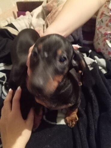 Продажа собак: Такса, 2 месяца, Самка, С прививкой — 13