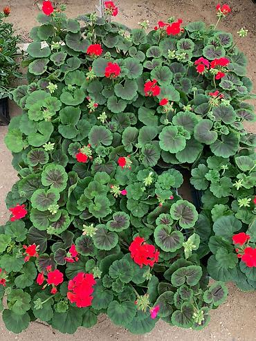 Buket güllər: Geran, sardunya, geranium, pelargonium, geran zonali topdan və — 10