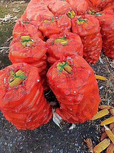 початки кукуруза: Кукуруза в початках, фасованная в сетчатые мешки - Урожай в початках — 1