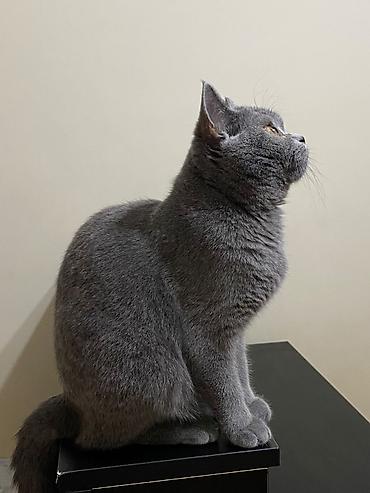 Pişiklər: Britan, Dişi — 4